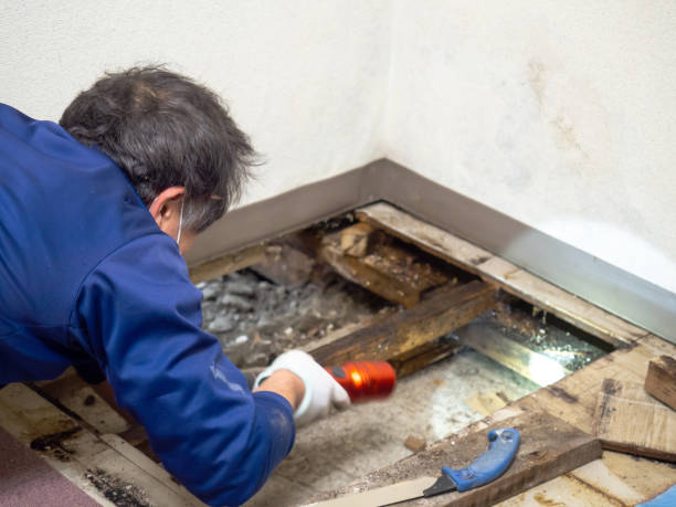 Best Office Mold Removal Services  in Black Jack, MO