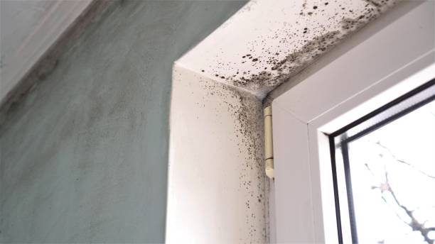 Best Black Mold Removal  in Black Jack, MO