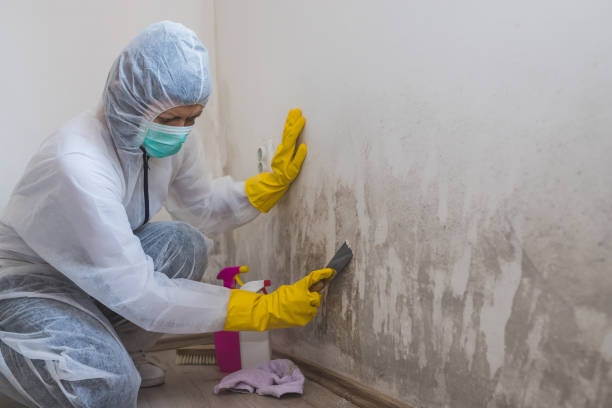 Certified Mold Removal in Black Jack, MO