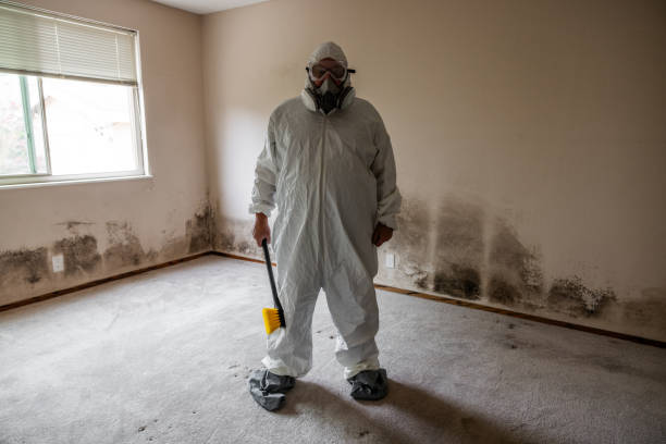 Best Commercial Mold Removal  in Black Jack, MO