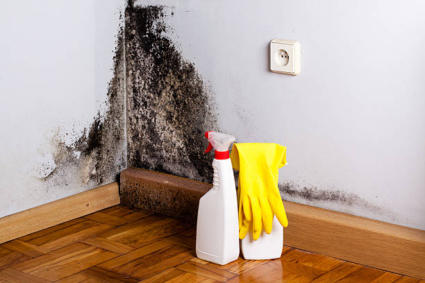Best Local Mold Removal Service  in Black Jack, MO