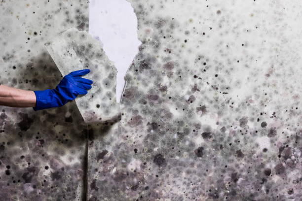 Best Best Mold Removal Companies  in Black Jack, MO