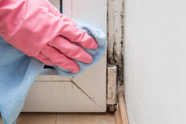 Best Certified Mold Removal  in Black Jack, MO