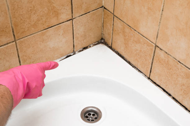 Best Mold Damage Repair  in Black Jack, MO
